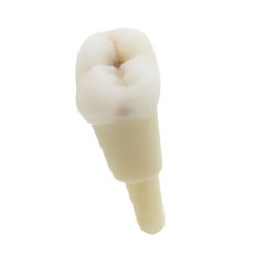 CariesTooth 47 (KaVo Analog)