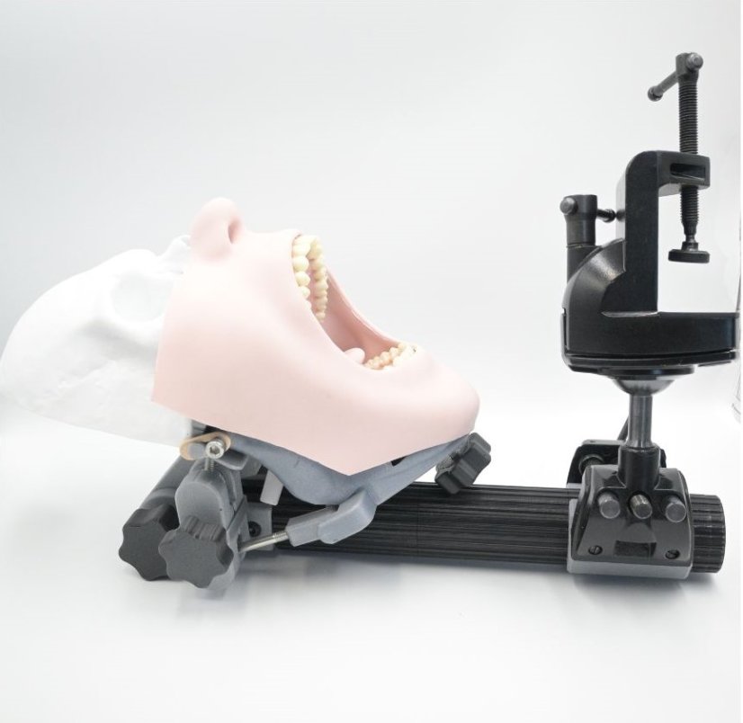 BioVoxel Phantom Head