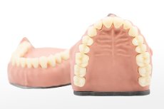 Biovoxel Typodont Jaw