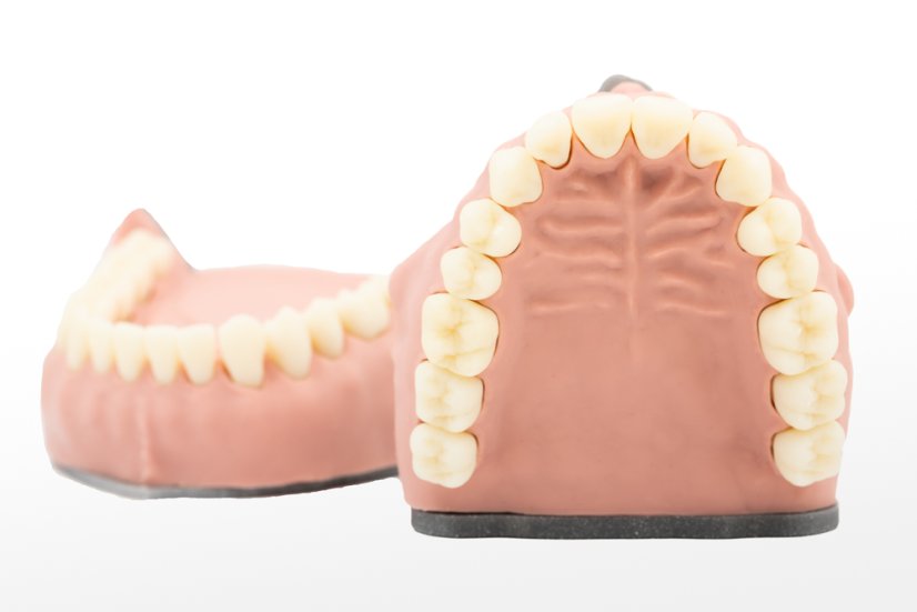 Biovoxel Typodont Jaw - Kiefer: Ober- und Unterkiefer, Typodont Type: Periodontal