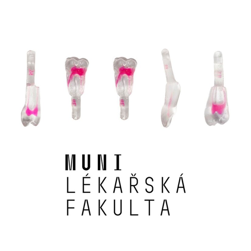 LF Brno Package EndoTooth, 4th Year
