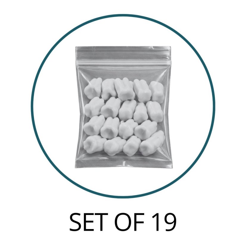 Monomaterial Teeth with Cavities (Biovoxel Typodont)