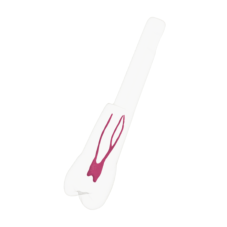 EndoTooth 14 Upper Premolar (KaVo Analog)