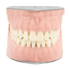 Biovoxel Typodont Jaw