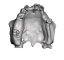 Surgical Training Jaw Model