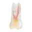 Re-Endotooth 26 (Biovoxel Typodont) - Transparency: Transparent