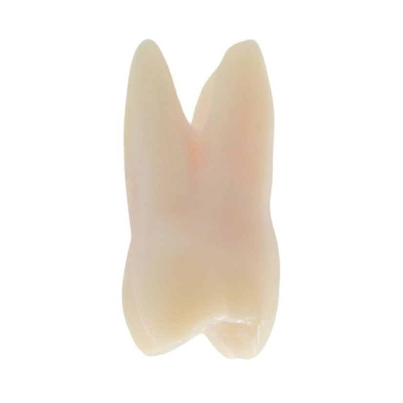 Endotooth 16 Upper Molar (Biovoxel Typodont)