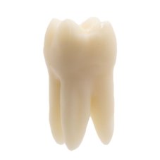 Monomateriálne zuby (Biovoxel Typodont)