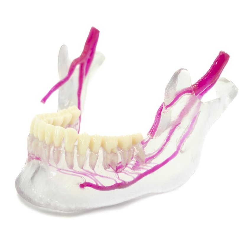 Priehľadná mandibula