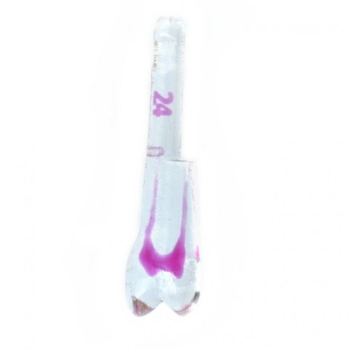 EndoTooth 24 Upper Premolar (KaVo Analog) - Transparency: Transparent
