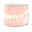 Biovoxel Typodont Jaw - Kiefer: Ober- und Unterkiefer, Typodont Type: Periodontal
