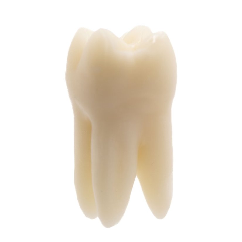 Monomaterial Teeth (Biovoxel Typodont) - Choose tooth: Lower Jaw Set