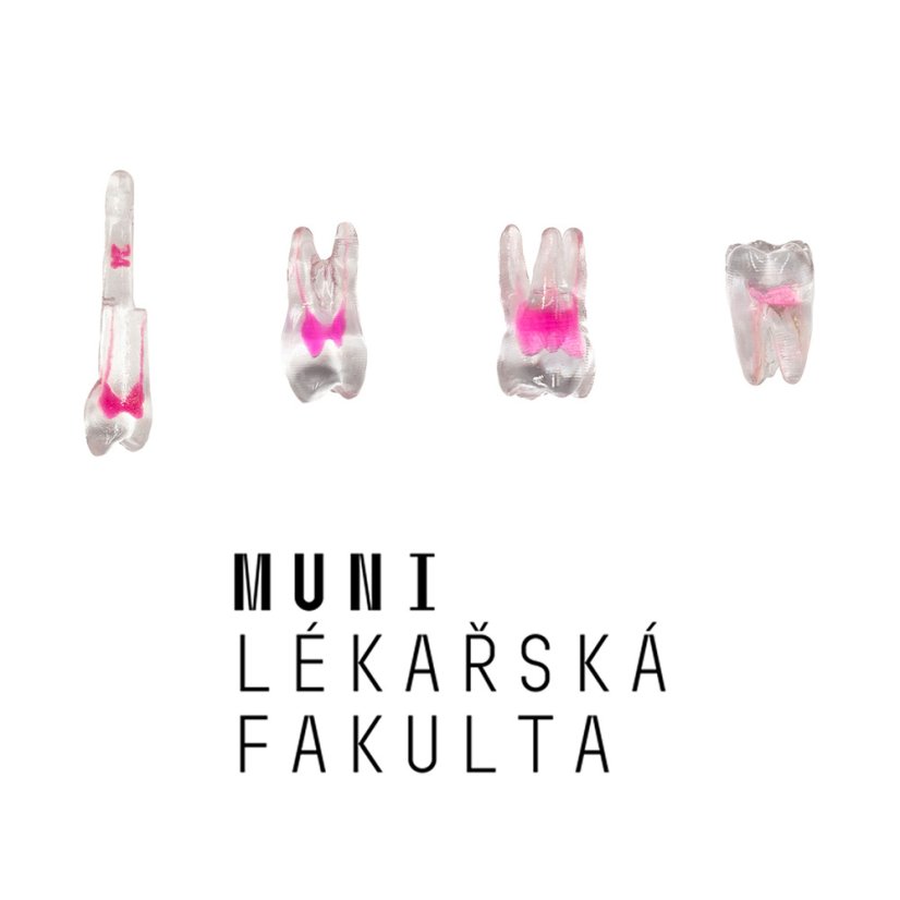 LF Brno Package EndoTooth, 3rd Year