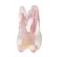 Re-Endotooth 26 (Biovoxel Typodont) - Transparency: Transparent