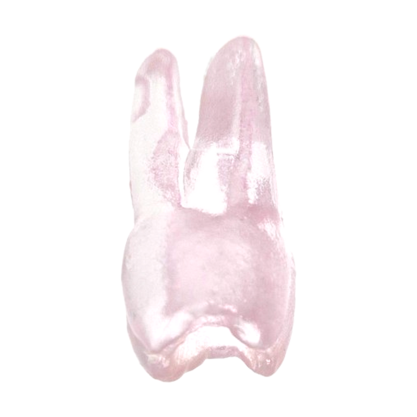 Endotooth 17 Upper Molar (Biovoxel Typodont) - Transparency: Transparent, Tooth Access: Accessed, Pulp: Without the pulp