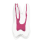 Endotooth 16 Upper Molar (Biovoxel Typodont)