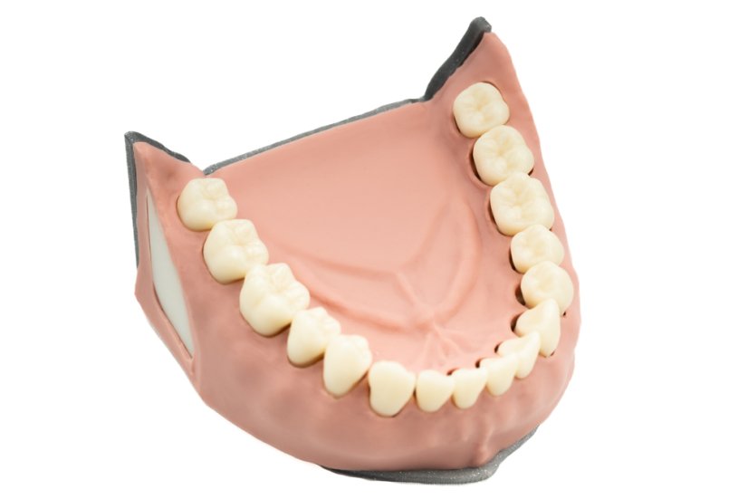 Biovoxel Typodont Jaw - Kiefer: Ober- und Unterkiefer, Typodont Type: Periodontal