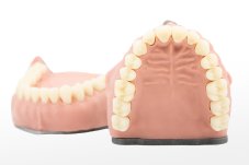 Biovoxel Typodont Jaw