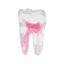 EndoTooth 36 Lower Molar (Less Complex) - Transparencia: Transparente, Acceso al diente: Intacto, no accedido