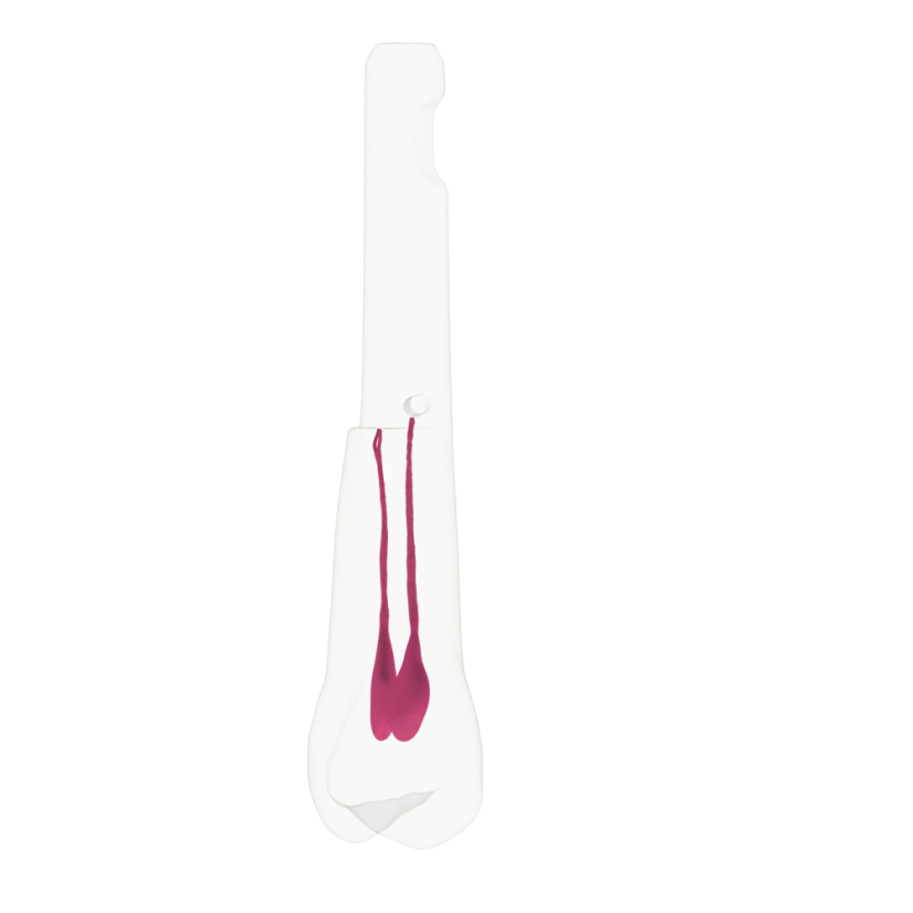 EndoTooth 24 Upper Premolar (KaVo Analog) - Transparencia: Opaco