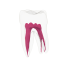 EndoTooth 37 Lower Molar (More Complex)