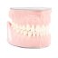 Biovoxel Typodont Jaw - Kiefer: Ober- und Unterkiefer, Typodont Type: Periodontal