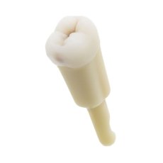 CariesTooth 47 (KaVo Analog)