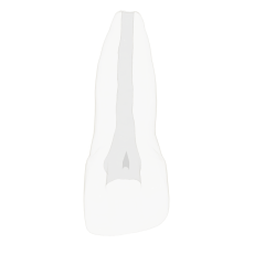 EndoTooth 11 Incomplete Root Formation