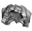 Surgical Training Jaw Model