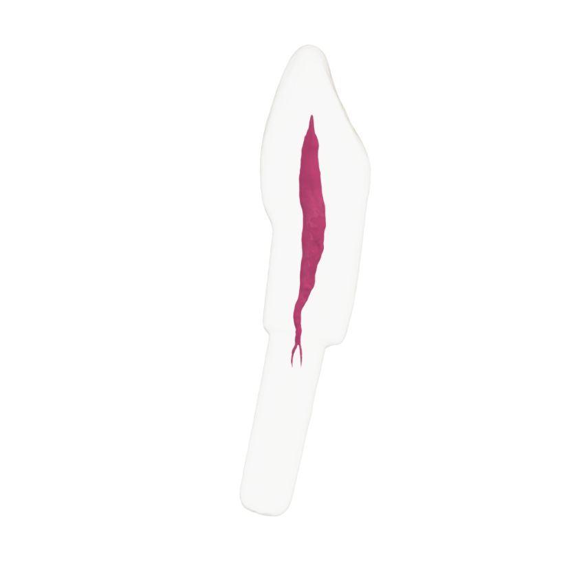 EndoTooth 43 Lower Canine (KaVo Analog)