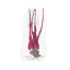Opaque Endotooth 16 with Occlusal Caries (Biovoxel Typodont)