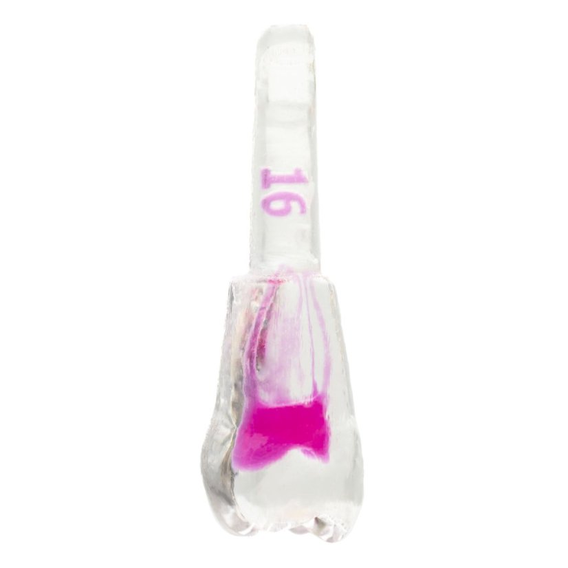 EndoTooth 16 Upper Molar (Less Complex) KaVo Analog