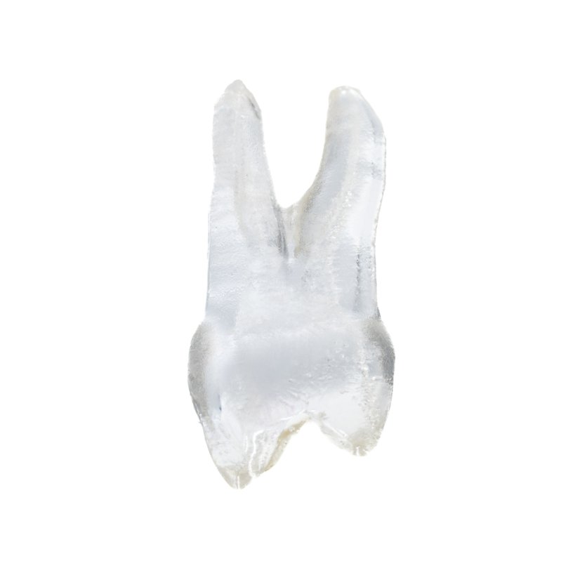 EndoTooth 14 Upper Premolar - Priehladnosť: Priehľadný, Trepanácia: Trepanovaný, Zubná dreň: Bez drene