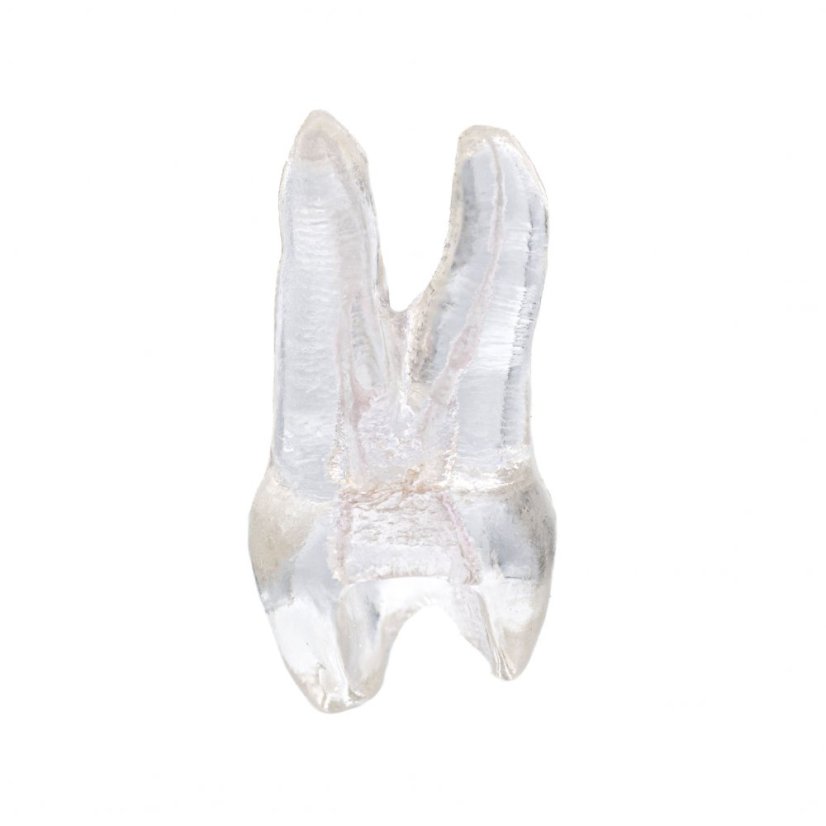 EndoTooth 14 Upper Premolar (Mesio-Occlusal access) - Transparencia: Transparente, Pulpa dental: Sin pulpa