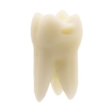 Monomaterial Teeth with Cavities (Biovoxel Typodont)