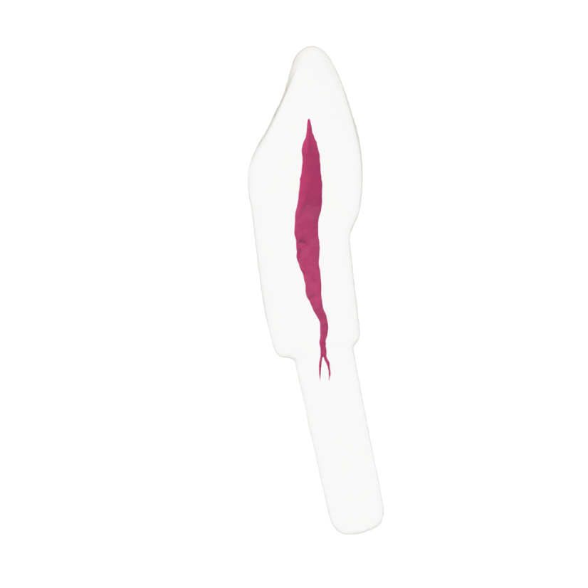 EndoTooth 43 Lower Canine (KaVo Analog)
