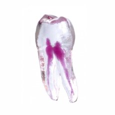 EndoTooth 24 Upper Premolar