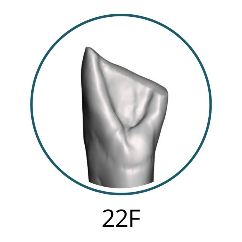 Monomaterial Teeth with Cavities (Biovoxel Typodont)