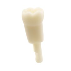 Monomaterial Teeth (Kavo Analog)