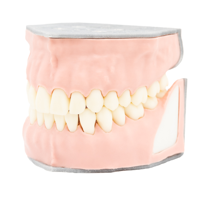 Biovoxel Typodont Jaw - Kiefer: Ober- und Unterkiefer, Typodont Type: Periodontal