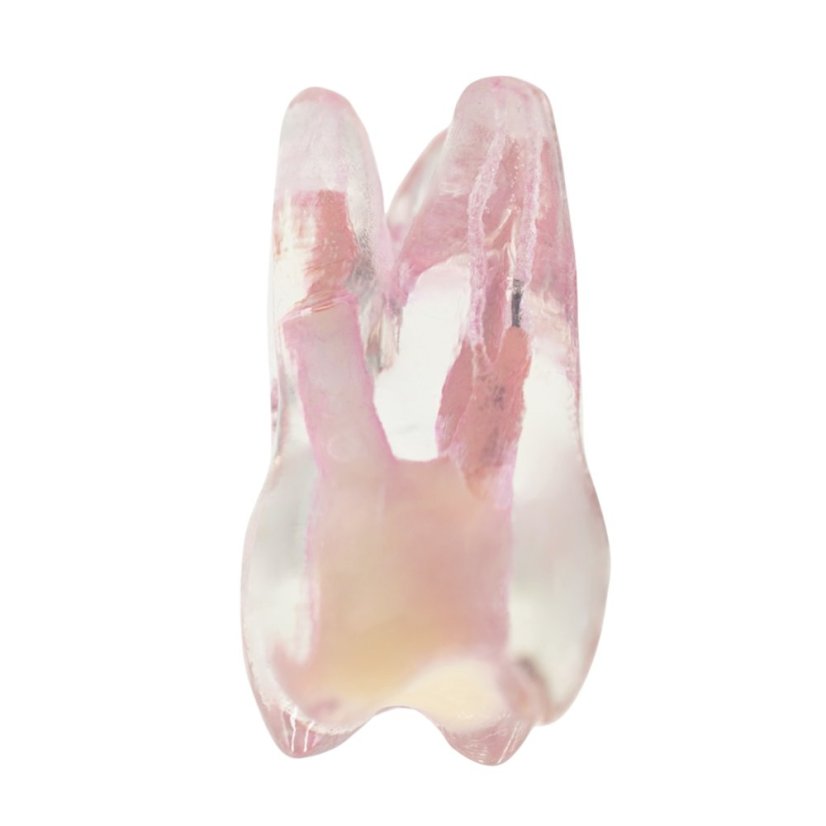 Re-Endotooth 26 (Biovoxel Typodont) - Transparency: Transparent