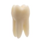 MONOMATERIAL TOOTH