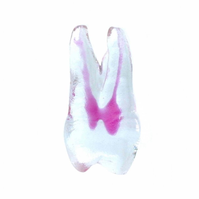 EndoTooth 24 Upper Premolar