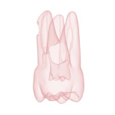 Endotooth 17 Upper Molar (Biovoxel Typodont)