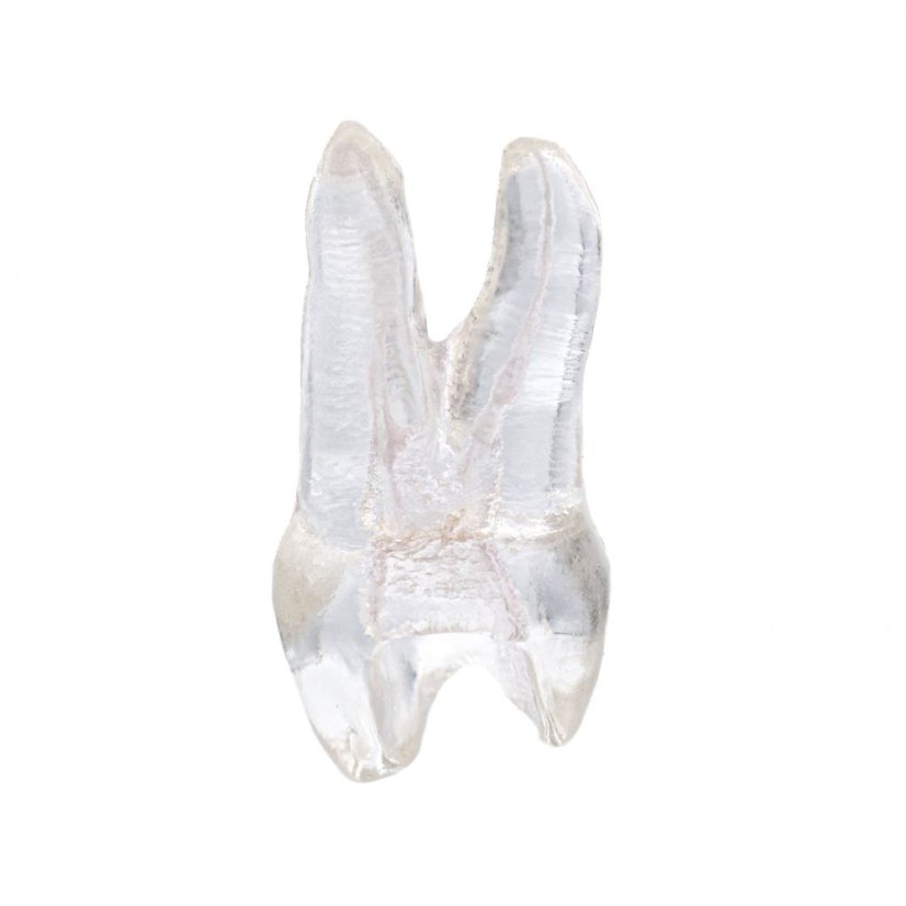 EndoTooth 14 Upper Premolar (Less Complex)- Dentsply Sirona Version