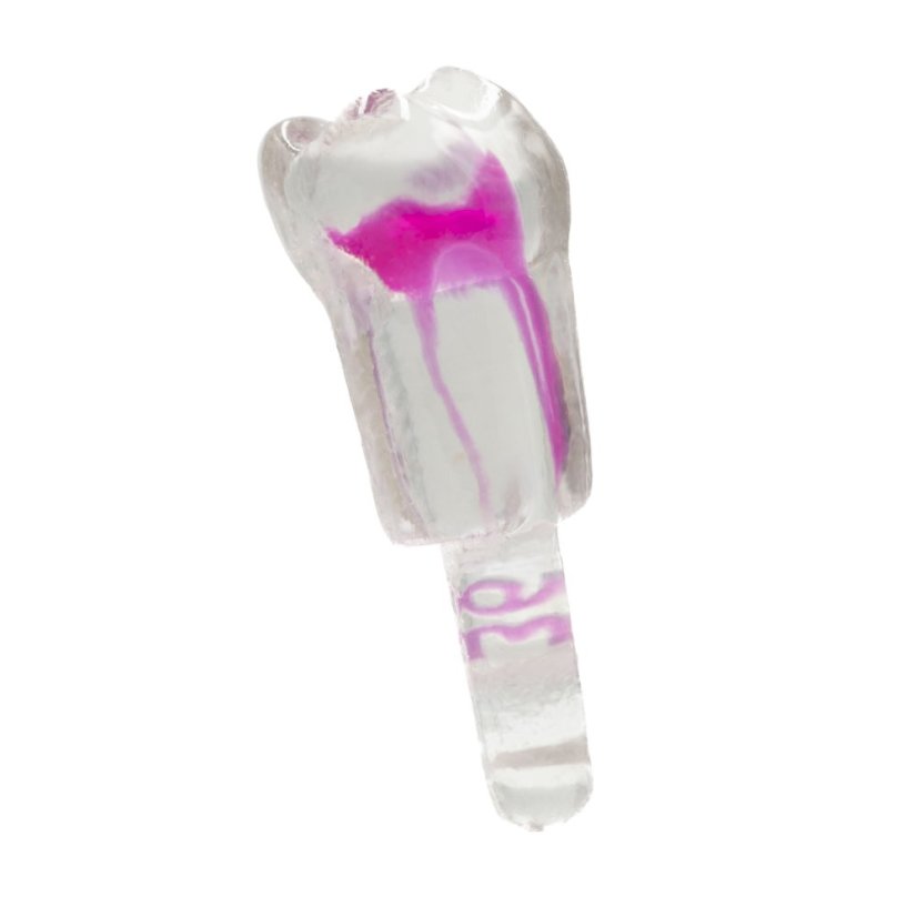 EndoTooth 36 Lower Molar (KaVo Analog)