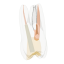Re-Endotooth 26 (Biovoxel Typodont) - Transparency: Transparent