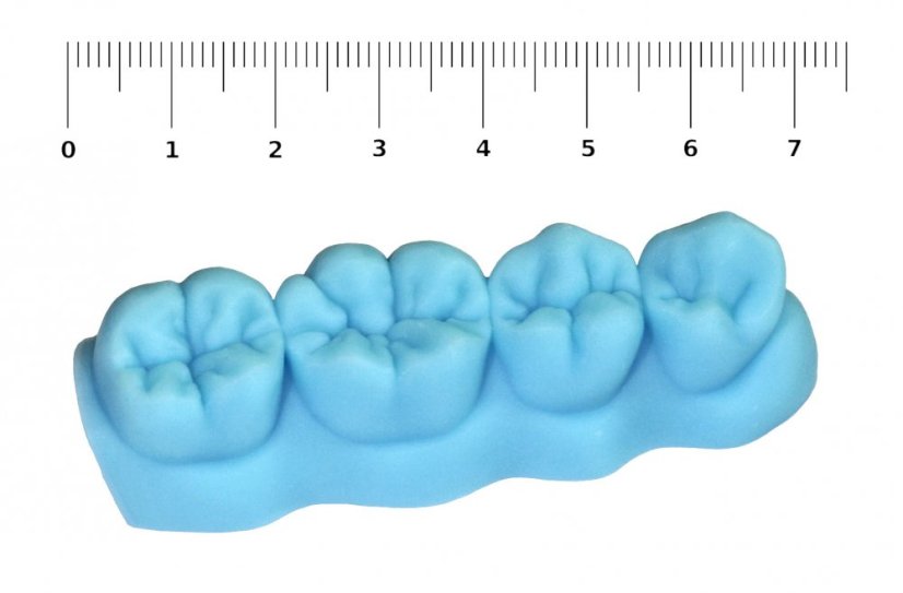 Essential Dental Anatomy Models - Veľkosť: Skutočná veľkosť