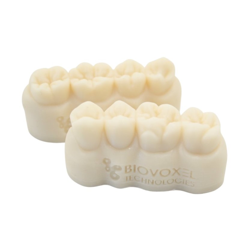 Essential Dental Anatomy Models - Size: Enlarged (Approx. 7cm), Color: Yellow