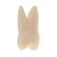 Endotooth 16 Upper Molar (Biovoxel Typodont) - Transparency: Transparent, Tooth Access: Accessed, Pulp: Without the pulp
